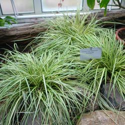 Laiche du Japon 'Evergold' / Carex oshimensis Evergold